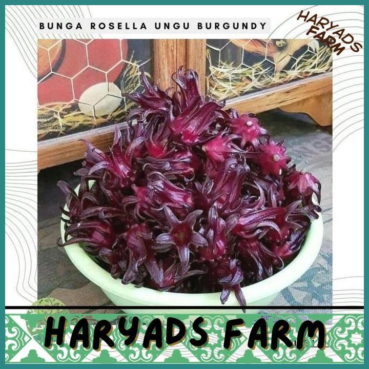 HF BENIH BIBIT BIJI - BUNGA ROSELLA UNGU BURGUNDY - KUALITAS SUPER - HARYADSFARM