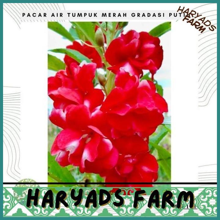HF BENIH BIBIT BIJI - BUNGA PACAR AIR TUMPUK MERAH GRADASI PUTIH SEEDS - HARYADSFARM