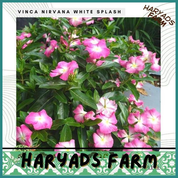 HF BENIH BIBIT BIJI - BUNGA VINCA SULTAN NIRVANA WHITE SPLASH RARE JENIS LANGKA FLOWER SEEDS - FRESH