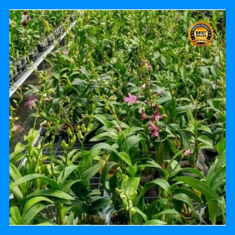 (Promo) Anggrek Dendrobium Mored Blue Spike - Anggrek Dendrobium Spike Bestseller