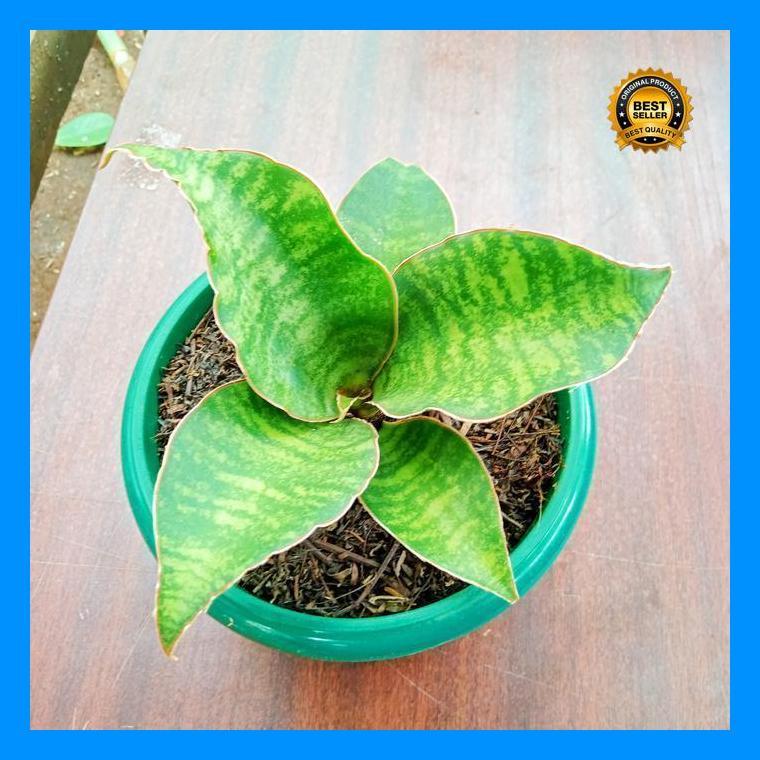 (Best Saller) Sansevieria Dragon Compacta Varigata | Tanaman Pot Meja Bestseller
