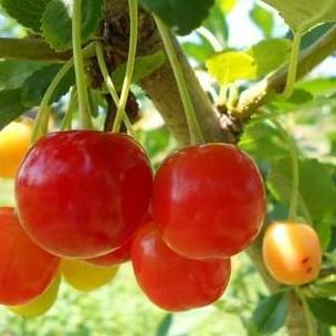 POHON bibit ceryy/ceri/cery Vietnam pohon tanaman buah di dalam BISA COD  ya