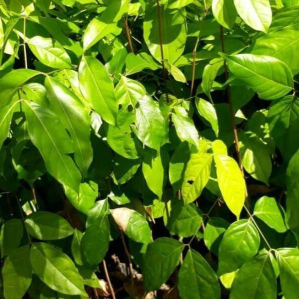 POHON Bibit Tanaman Buah Jengkol Okulasi Cepat Berbuah SUPER BISA COD  ya