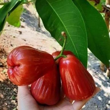 Bibit Jambu Air Delima Demak Buah Merah Cerah, Manis Segar & Cepat Berbuah boleh COD