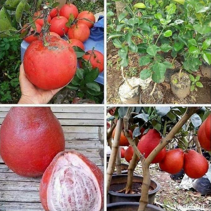 siap berbuah bibit tanaman buah jeruk bali merah...bibit red pamelo unggul fres bisa COD