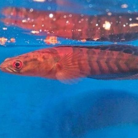 CHANNA RED BARITO GRADE A PEDAS 16-17CM