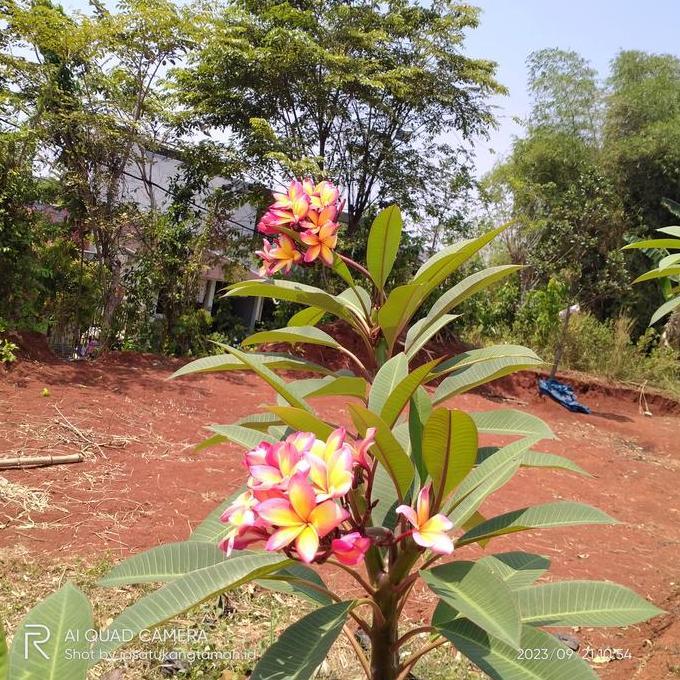 tanaman kamboja bali bunga tricolor/pohon kamboja bali tinggi 1m