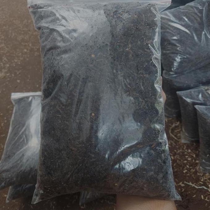 Media Tanam Aglonema Media Tanam Siap Pakai Fermentasi