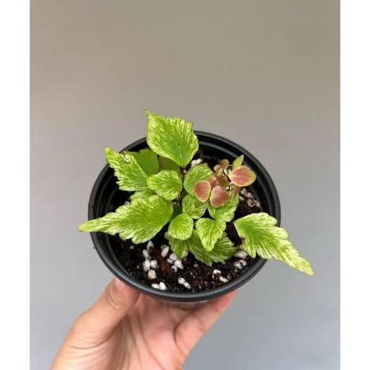 Terlaris Tanaman Hias Suplir Kupu Kupu Pink Variegata