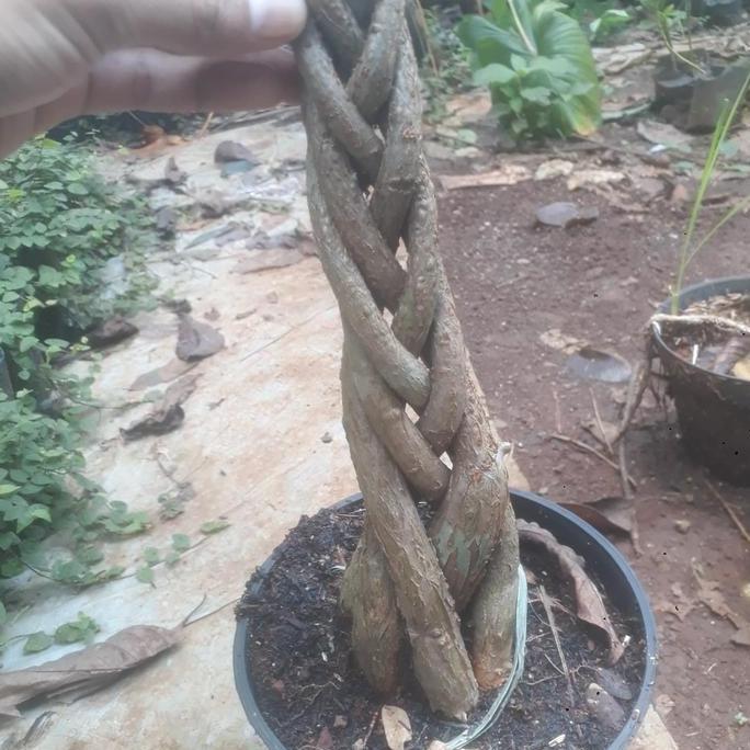 Terlaris Tanaman Pachira Bonsai - Tanaman Hias Pachira