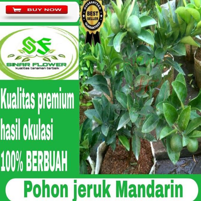 Terlaris Pohon Jeruk Mandarin Berbuah/Tanaman Jeruk Mandarin Berbuah Rimbun