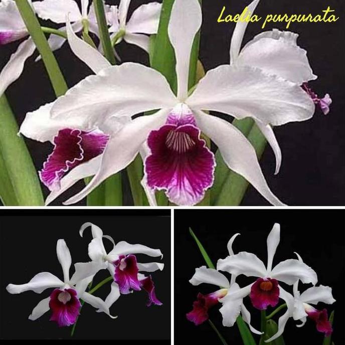 Terlaris Anggrek Cattleya Laelia Purpurata Var Tipo