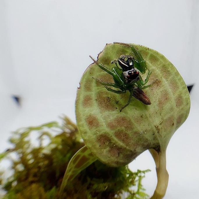 green jumping spider