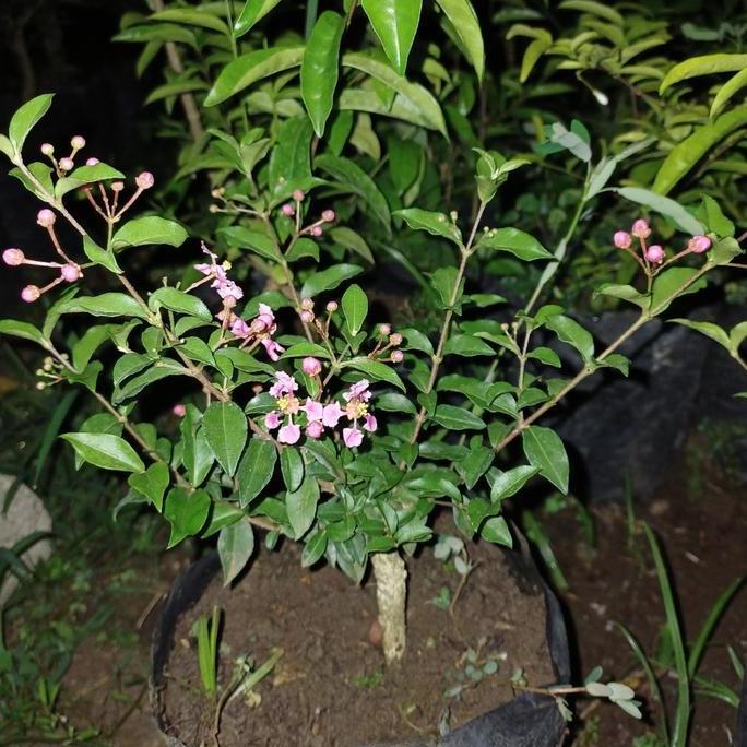 bibit /bahan bonsai sakura mikro boleh COD