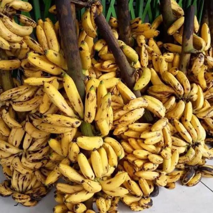 Ready buah pisang uli 1 tandan