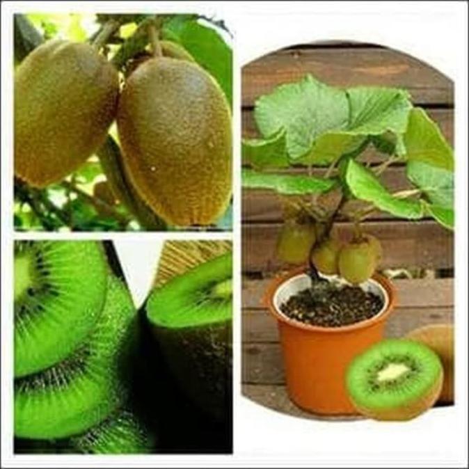 siap berbuah bibit tanaman buah kiwi fres bisa COD