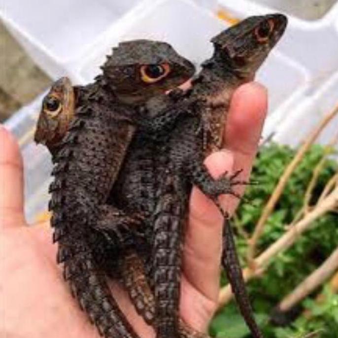 Kadal Duri / Crocodile Skink