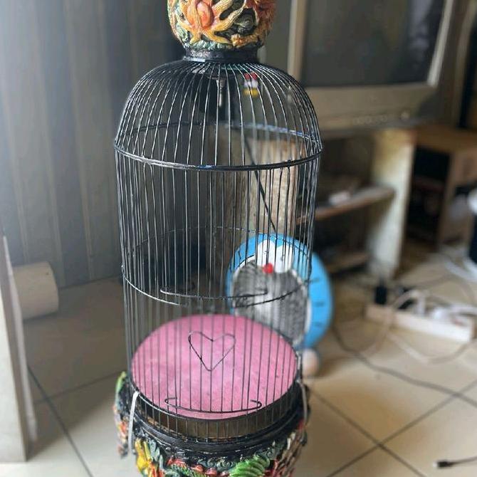 Sangkar Burung Pleci Ukir, Cocok buat Gantang