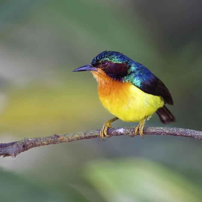 TERLARIS - burung kolibri wulung pilihan