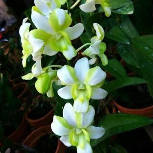 Promo [ DEWASA ] Dendrobium Liberty White : Pesona Anggrek Putih Bergaris Hijau yang Memikat Hati CO