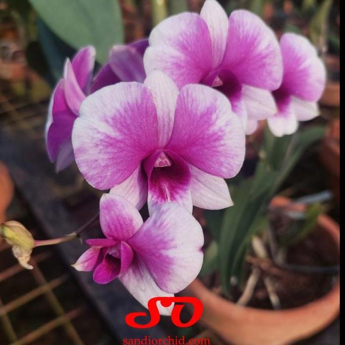 Promo [ DEWASA ] Dendrobium Yaya Victoria: Anggrek Mini Favorit yang Tak Kenal Musim COD