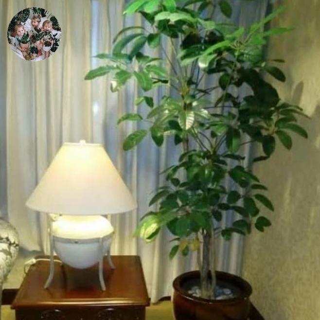 Promo tanaman pohon Walisongo indoor tinggi 1 meter COD