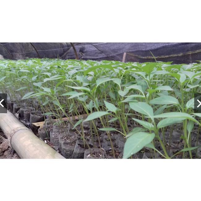 Bisa Cod Plastik Semai Cabe Polibag Polibag Semai Benih Pembibitan 6X8 ,,