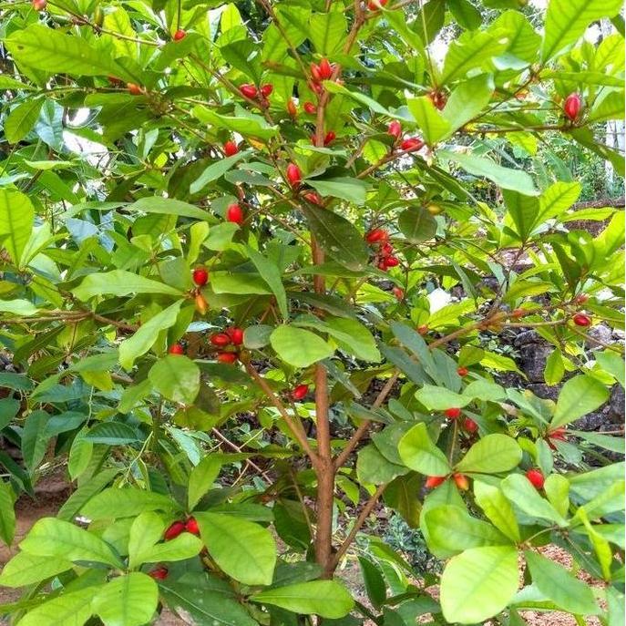 bibit tanaman miracle fruit sudah berbunga/berbuah