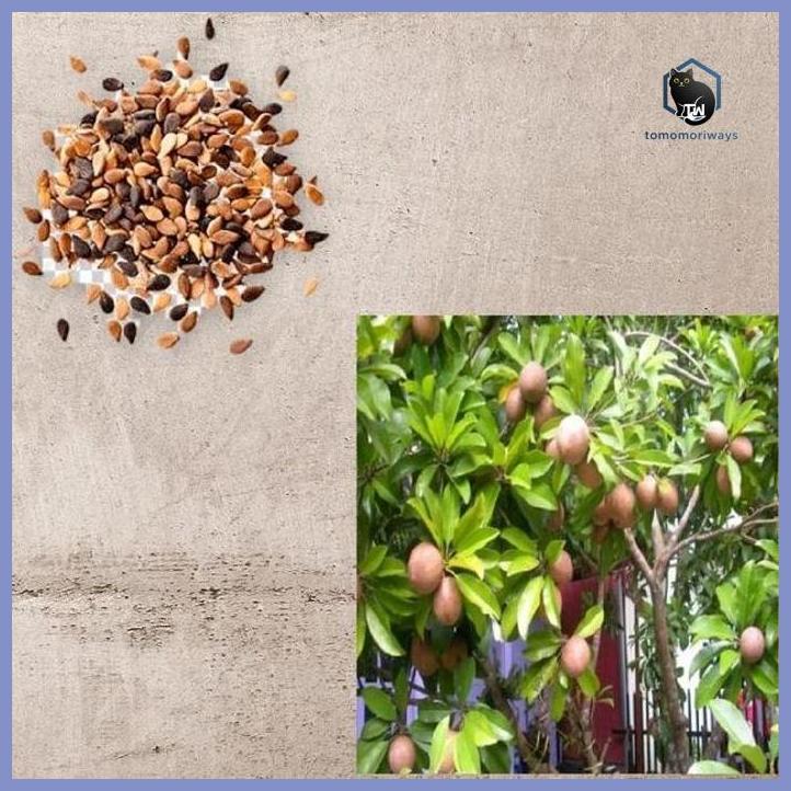 SAWO MANILA JUMBO - SUDAH BERBUNGA - OKULASI TAMAN TANAMANA BIBIT PEKARANGAN HIASAN BUAH BUNGA