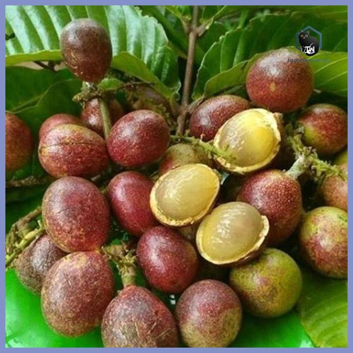 BIBIT MATOA SUPE SIAP BERBUAH TAMAN TANAMANA BIBIT PEKARANGAN HIASAN BUAH BUNGA