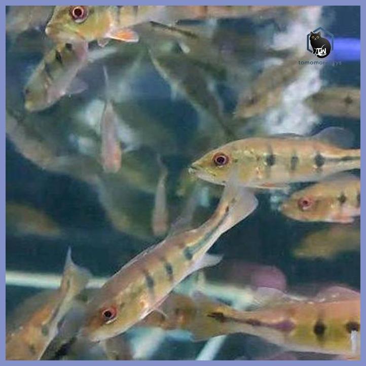 IKAN PEACOCK BASS ORINOCO PBASS OREO TAMAN TANAMANA BIBIT PEKARANGAN HIASAN BUAH BUNGA