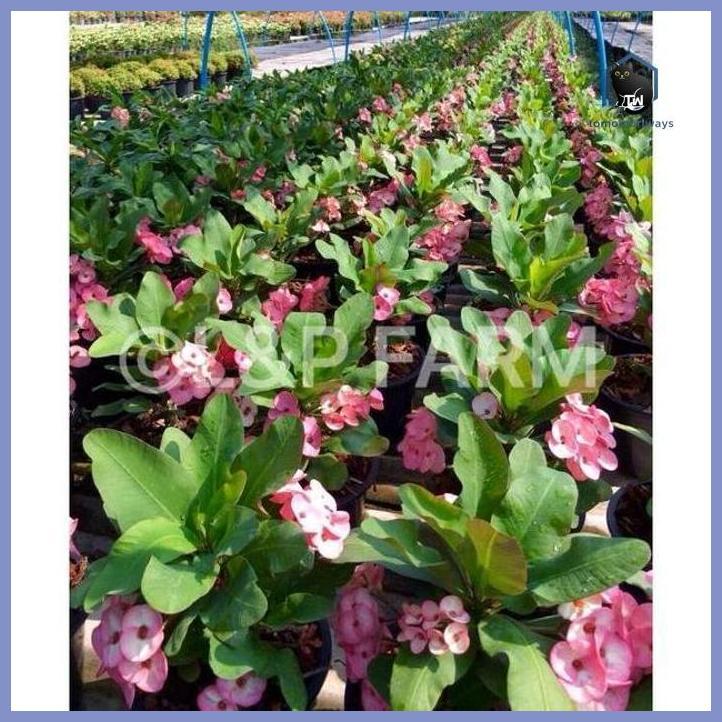PAKET HEMAT PAKET 12 TANAMAN HIAS EUPHORBIA - TANAMAN HIAS EUPHORBIA MACAM MACAM BUNGA TAMAN TANAMAN
