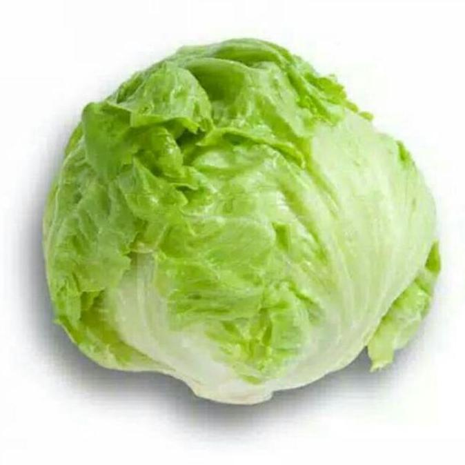 Benih Selada BRUMA RZ Repack 50 dan 100 Pills Iceberg Lettuce Rijk Zwaan