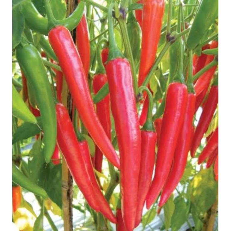 Bisa Cod Ya Kak Benih Cabe Benih Bibit Cabai Rawit Konsumsi Benih Cabe Merah Besar Keriting Rawit Hi