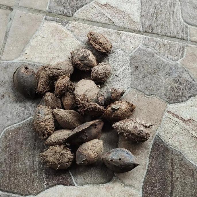 Biji/Buah Ketapang Pakan Burung Per Karung Kecil