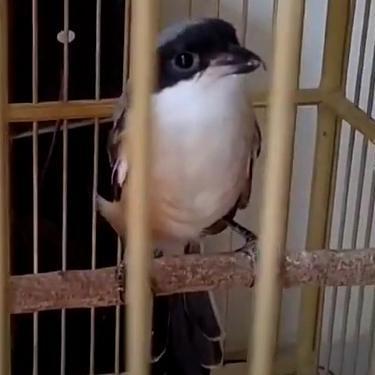 Burung Pentet Jatim Istimewa