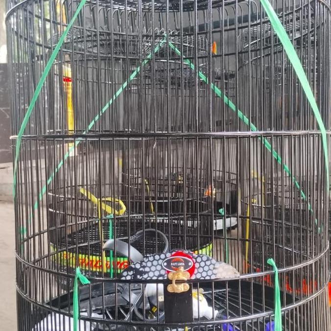 Sangkar /Kandang Murai Rafi No 2 Warna Hitam Lis Airbrush (Gojek/Grab)