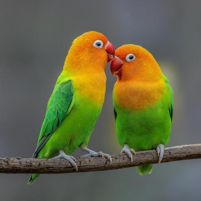 Ready stock VHENOM MIXSEEDS Lovebird & Falk - Pakan Burung Berkualitas Tinggi Tanpa Biji Matahari Va