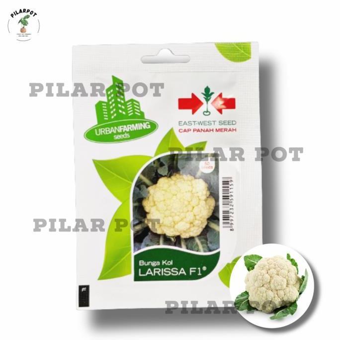 benih bibit bunga kol Larissa f1 cap panah merah - BUNGA KOL LARISSA