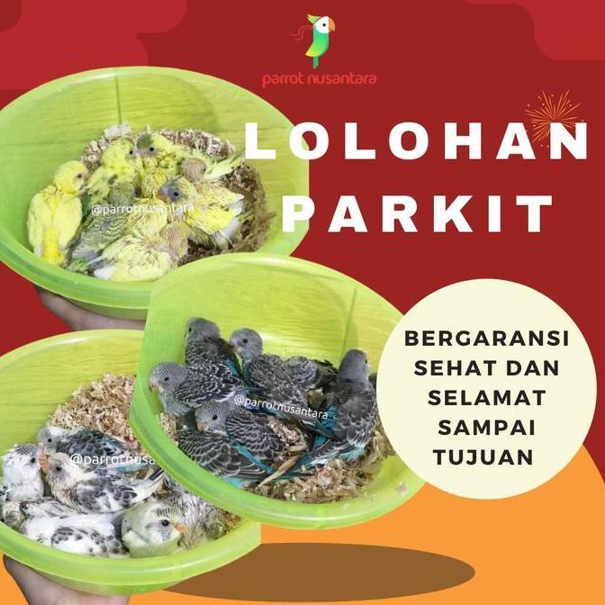 HERO_MASKUR - ANAKAN LOLOHAN BURUNG PARKIT WARNA