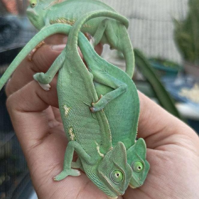 Veiled Chameleon 23 Bulan