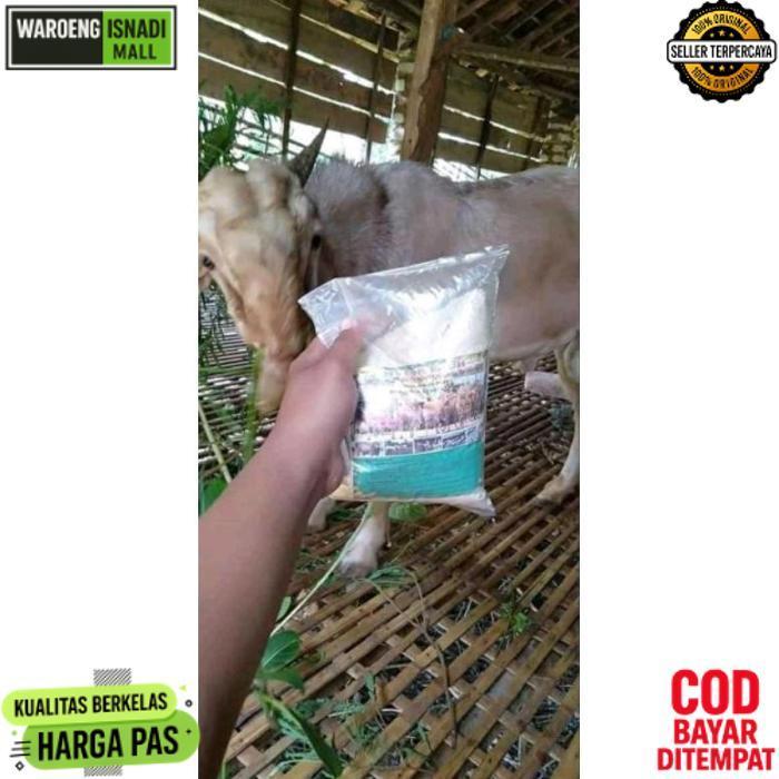 Kekinian Jamu Sapi Dan Kambing Nyeor Ejuh Jamu Sapi Lahap Makan Jamu Sapi Cepat Gemuk Jamu Sapi Nyeo