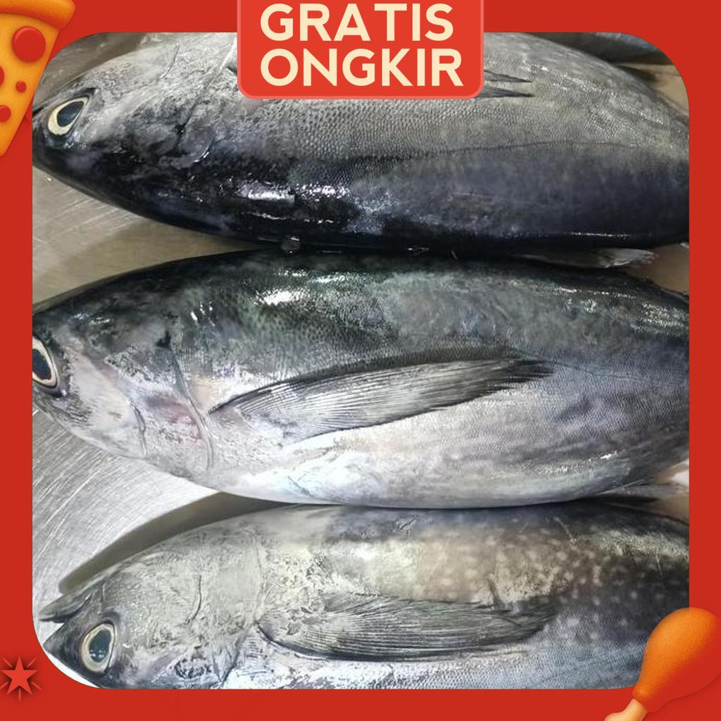 Ikan Tongkol Abu - Abu (Tuna)