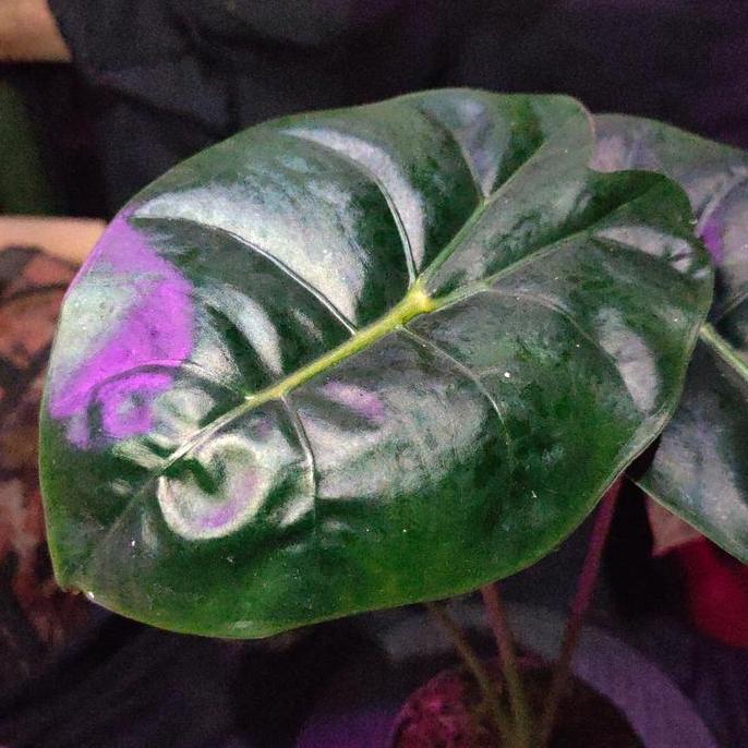 Alocasia Golden Bone || ORIGINAL