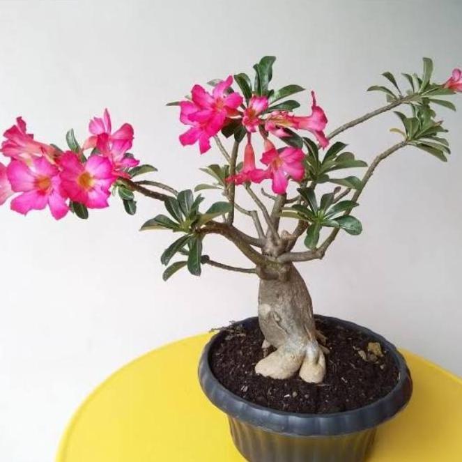 Tanaman kamboja jepang/kamboja bonsai
