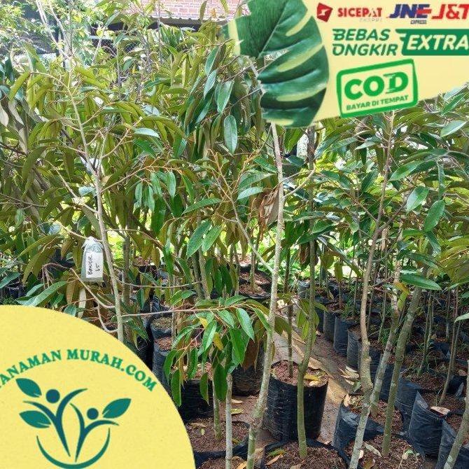 bibit durian bawor tinggi 1 meter