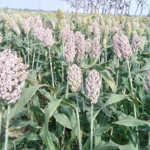 ( 1 Kg ) Benih Sorgum BIOGUMA | Batang Manis