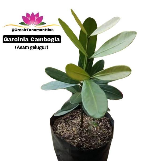 Bibit Tanaman Garcinia Kambogia / Asam Gelugur