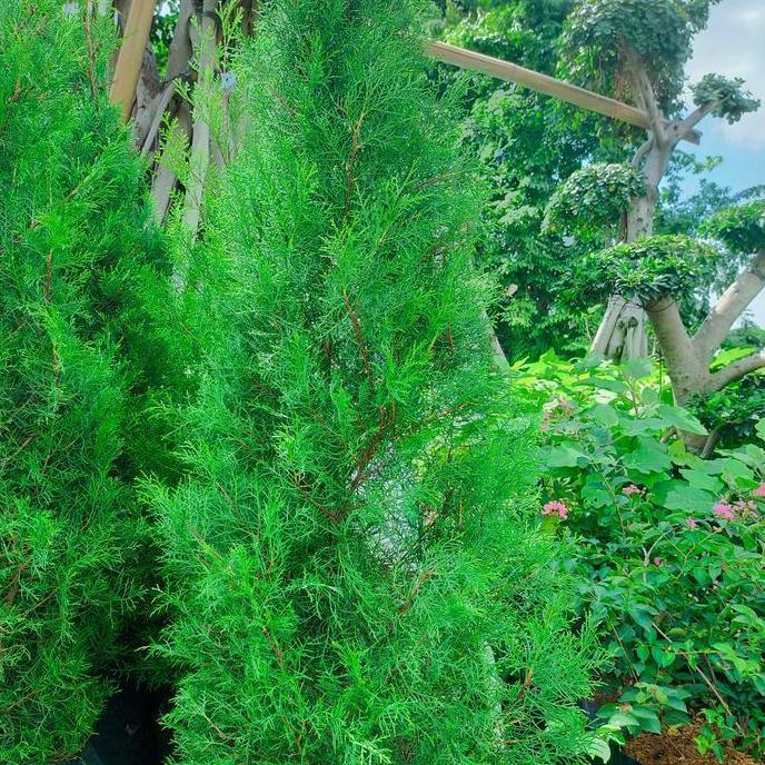 Pohon Cemara Wangi / Cemara Natal