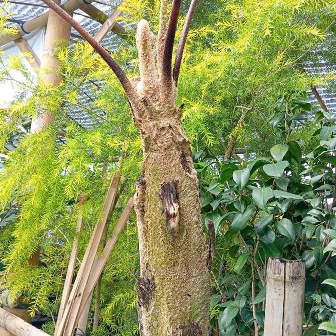 Tanaman Pohon pakis Monyet 1 meter